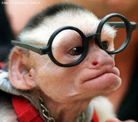 singe a lunette.jpg