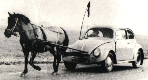 hippoto1-500.jpg