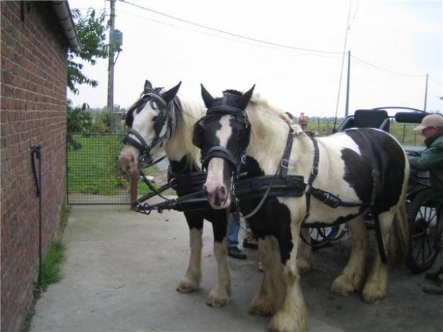 1276623219_100158000_1-Photos-de--harnais-pour-chevaux.jpg
