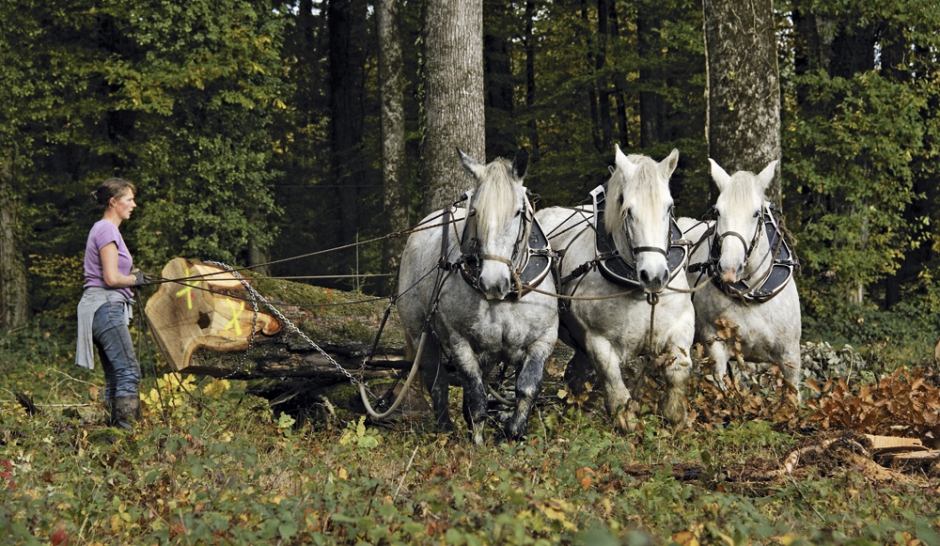 Chevaux-de-trait.-L-energie-tranquille_article_landscape_pm_v8.jpg