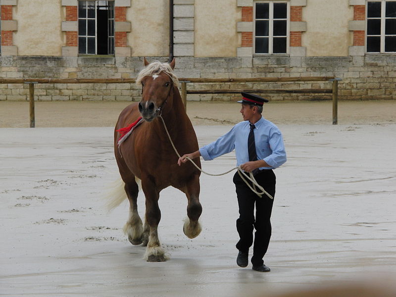 800px-Trait_comtois_cluny102.jpg