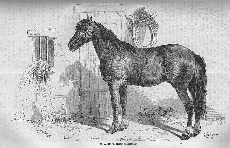 800px-Cheval_de_race_franc-comtoise.jpg