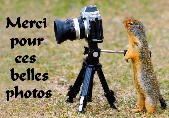MERCI PHOTOS2.jpg