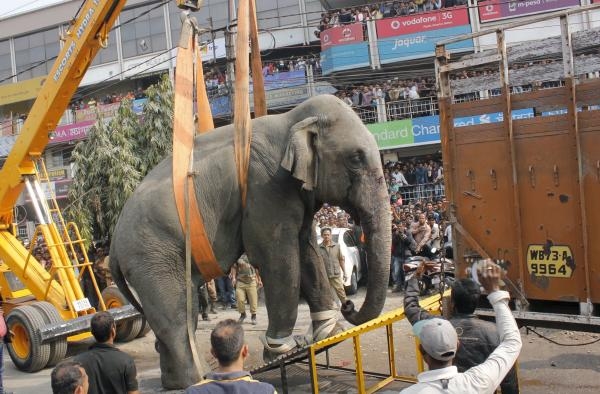 ELEPHANT.jpg